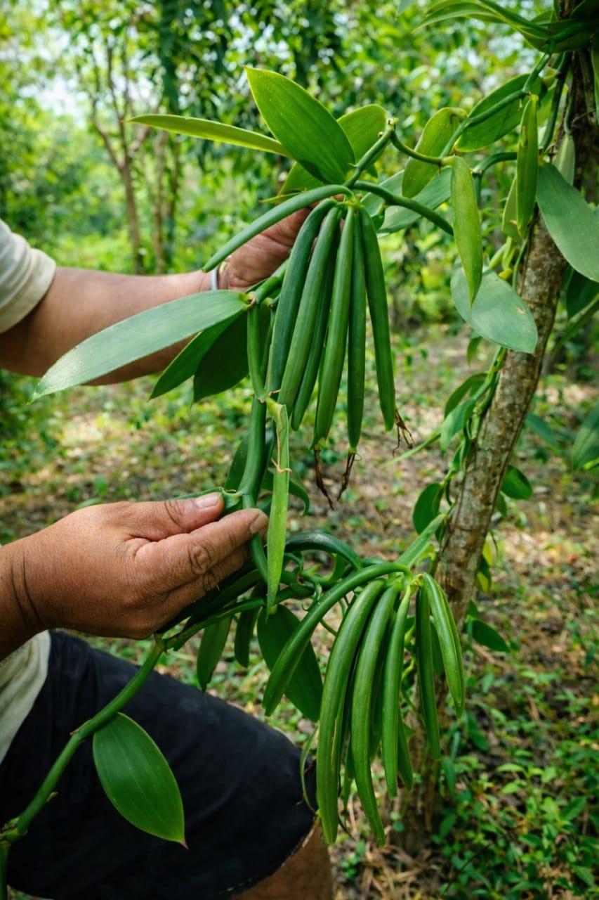 WhatsApp Image 2026-02-07 at 15.53.06