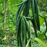 Vanille Bourbon Premium